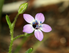 Gilia transmontana