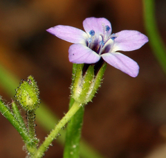 Gilia transmontana
