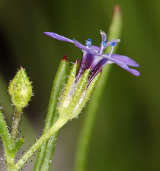 Gilia transmontana