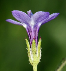 Gilia transmontana