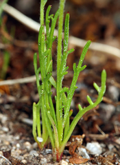 Gilia transmontana
