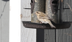 Haemorhous purpureus purpureus