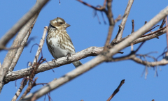 Haemorhous purpureus purpureus