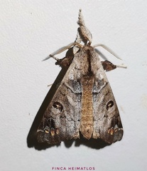 Pantelodes maranhensis