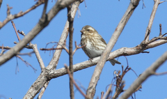Haemorhous purpureus purpureus