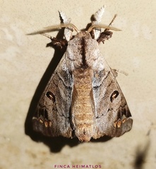 Pantelodes maranhensis