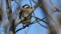 Haemorhous purpureus purpureus