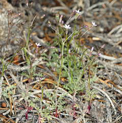 Gilia transmontana