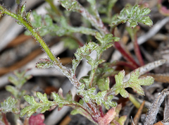 Gilia transmontana