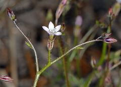 Gilia transmontana