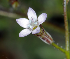 Gilia transmontana