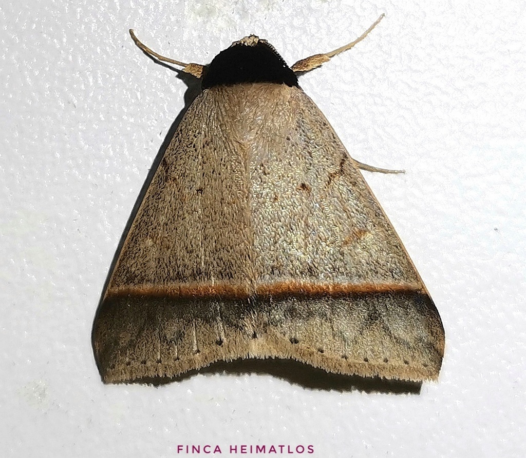 Deinopa nigricollis