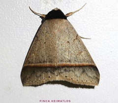 Deinopa nigricollis