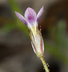 Gilia transmontana
