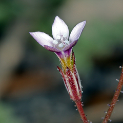 Gilia transmontana