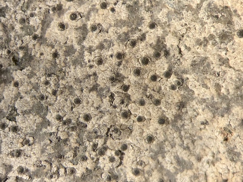 Representative image of Polyblastia cupularis