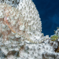 Corythoichthys schultzi