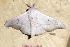 Procinnus