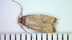 Psilocorsis quercicella