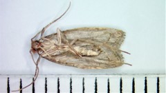 Psilocorsis quercicella