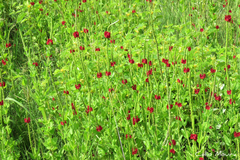 Stachytarpheta sessilis