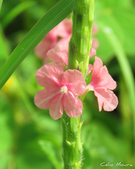 Stachytarpheta sessilis