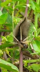 Arctiinae