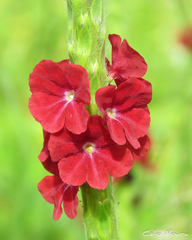 Stachytarpheta sessilis