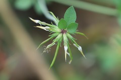 Lotus corniculatus corniculatus