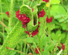 Stachytarpheta sessilis