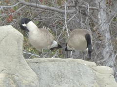 Branta canadensis