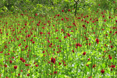 Stachytarpheta sessilis