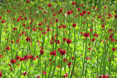 Stachytarpheta sessilis