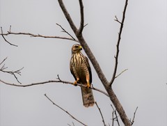 Rupornis magnirostris