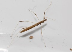 Neides aduncus