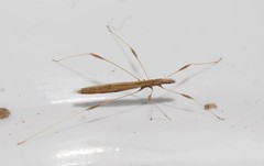 Neides aduncus
