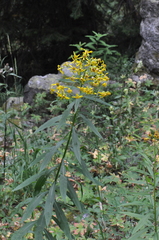 Senecio serra admirabilis