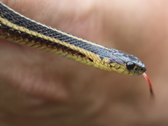 Thamnophis butleri