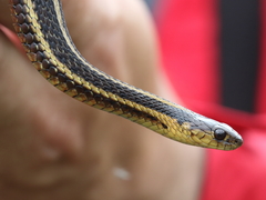 Thamnophis butleri