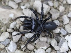 Sphodros niger