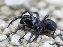 Sphodros niger