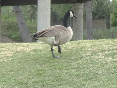 Branta canadensis