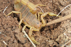 Jaguajir rochae