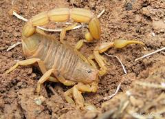 Jaguajir rochae