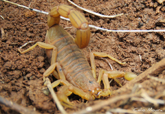 Jaguajir rochae