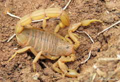 Jaguajir rochae