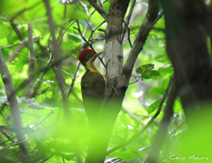 Piculus chrysochloros