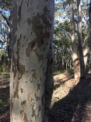 Corymbia maculata
