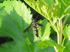 Parancistrocerus histrio