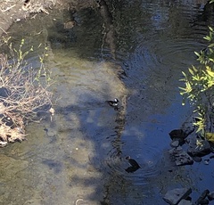 Lophodytes cucullatus